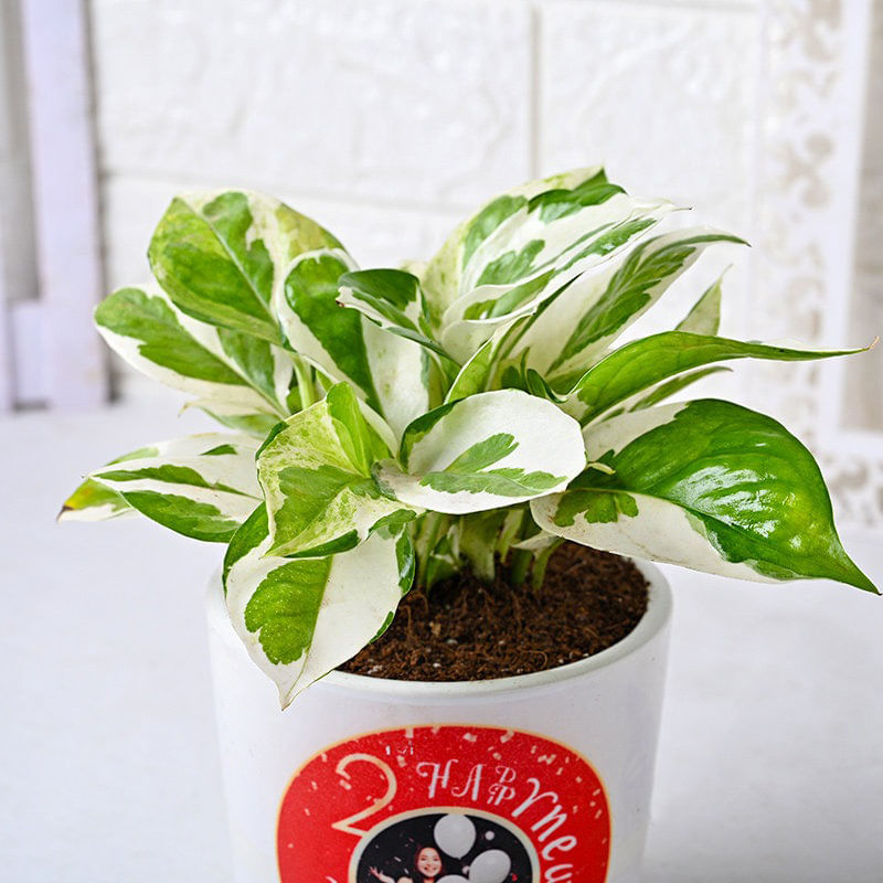 Buy Personalised White Pothos Online